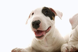 怎么給狗狗除口臭