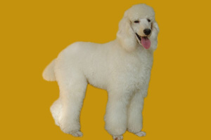 貴賓犬吃什么食物