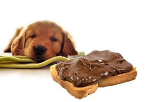 給狗狗吃什么有營養