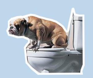 狗狗便秘怎么辦