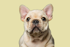 法斗犬什么時候發情