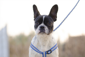 法國(guó)斗牛犬發(fā)情怎么辦