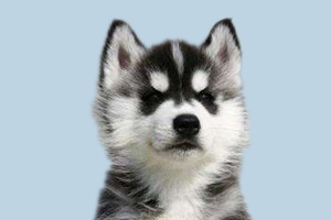 哈士奇怎么定點大小便