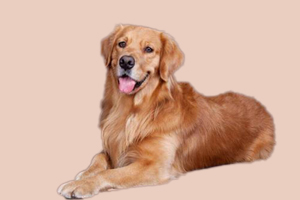 金毛發(fā)情期什么表現(xiàn)