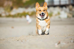 柯基犬發情期癥狀