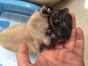 犬瘟熱晚期癥狀介紹