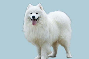 薩摩耶犬怎樣配種