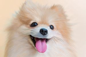 博美怎么樣才聽話