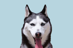 哈士奇生產(chǎn)注意事項(xiàng)有哪些