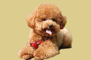 泰迪發情期要多長時間