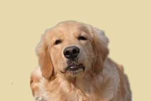 金毛犬發情期吃什么好