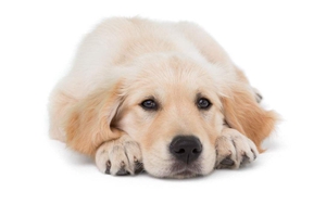 狗狗發情怎么讓他緩解