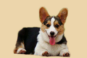 柯基犬什么時候發情