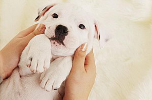 犬瘟熱病毒治療預(yù)防方法