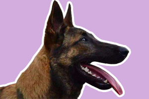 馬犬怎么訓練聽話