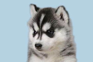 怎么教哈士奇定點大小便