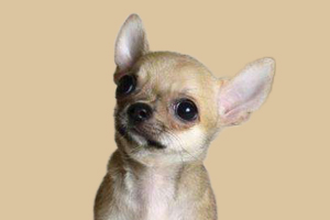 吉娃娃什么時候發情