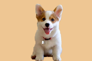 柯基犬什么時候來月經