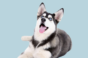 哈士奇怎么教它大小便