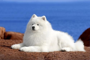 薩摩耶生完寶寶吃什么