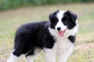 邊牧發情期要注意事項