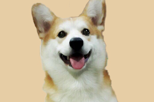 柯基很喜歡叫怎么辦