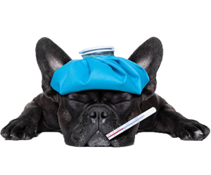 狗瘟癥狀有哪些