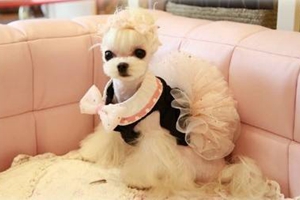 西施犬怎樣修毛