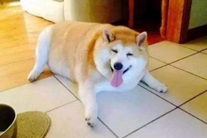 怎么給狗狗減肥