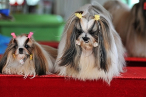 養西施犬的注意事項有哪些