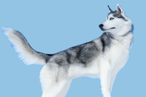 哈士奇不吃東西怎么辦