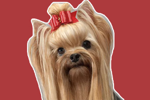 約克夏狗糧怎么喂