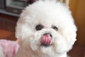 比熊犬飼養注意事項是什么