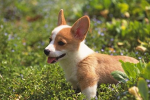 柯基犬發情期癥狀有哪些