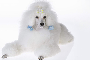 貴賓犬怎么訓練大小便