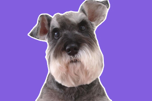 雪納瑞犬怎么訓(xùn)練不叫