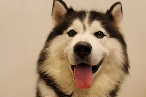 哈士奇狗怎么養