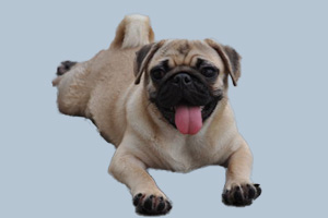 八哥狗吃什么食物