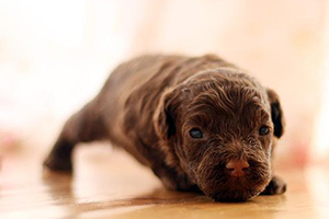 小狗剛出生怎么養(yǎng)