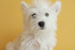 西高地白梗犬吃什么