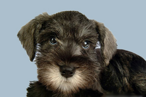 迷你雪納瑞標準有哪些