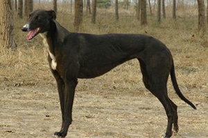 惠比特怎么看純不純