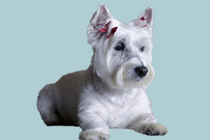 西高地白梗缺點有哪些