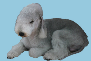 貝靈頓梗特點有哪些