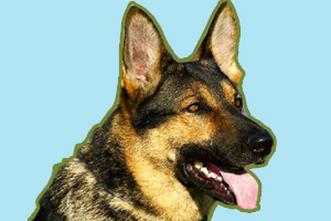 德國牧羊犬怎么看純不純