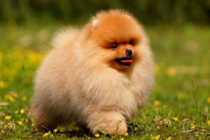 博美犬怎么看純不純