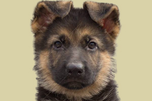 德牧幼犬怎么挑選