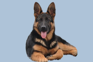 德國牧羊犬怎么看好壞