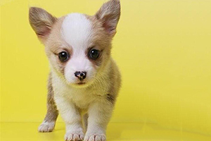 小柯基怎么看純不純