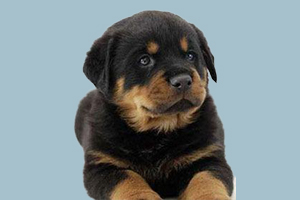 羅威納幼犬挑選方法是什么